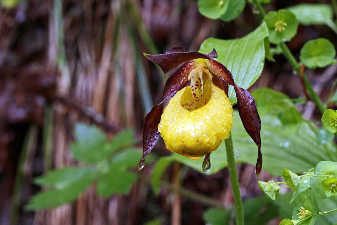 Cypripedium Calceolus ....Finalmente la Scarpetta di Venere