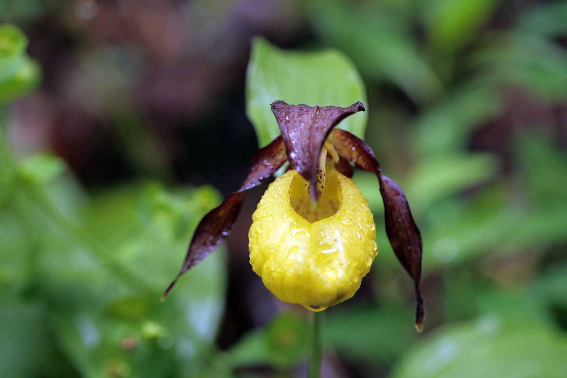 Cypripedium Calceolus ....Finalmente la Scarpetta di Venere