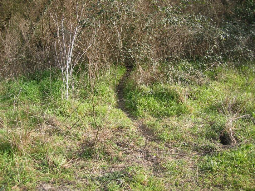 Tracce della presenza dell''istrice