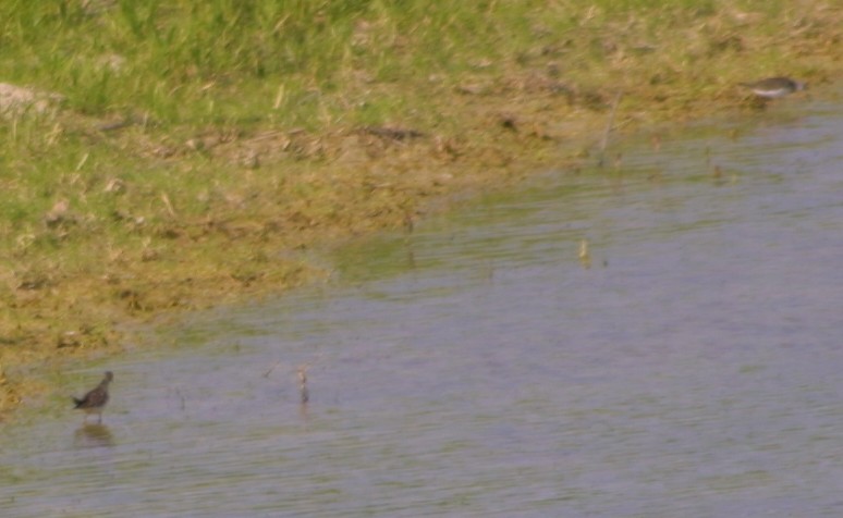 limicolo da determinare