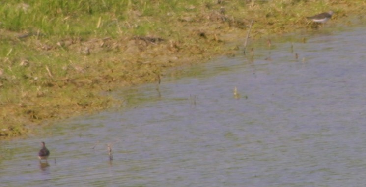 limicolo da determinare