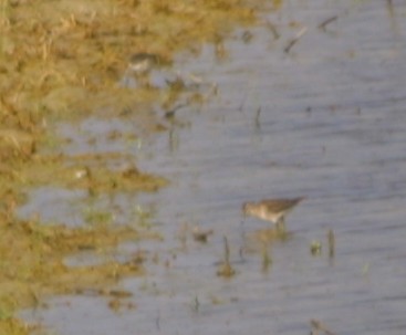 limicolo da determinare