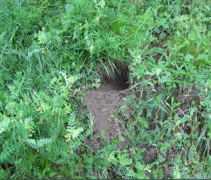 Tracce della presenza dell''istrice