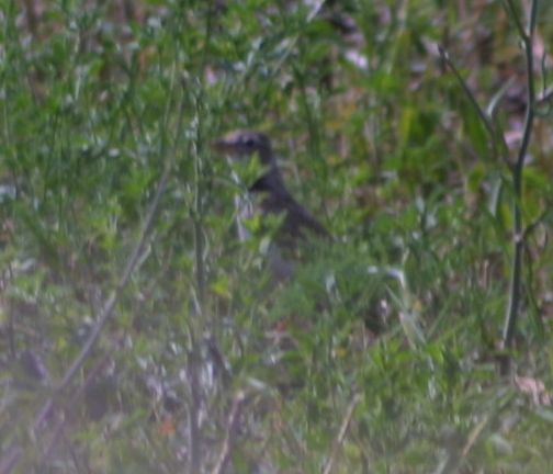 .... piccolo quiz per cimentari un po'' sul riconoscimento