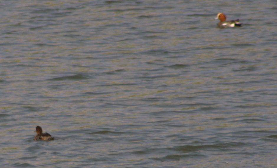 ....piccolo quiz per cimentarsi nel riconoscimento 2