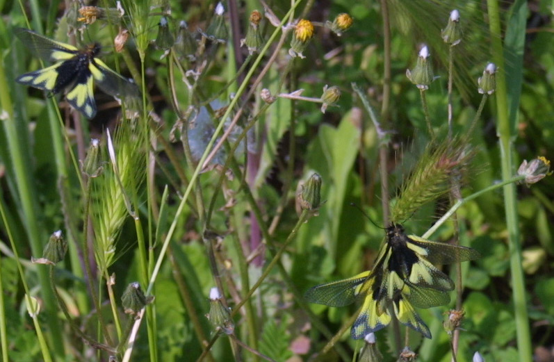 Libelloides coccajus