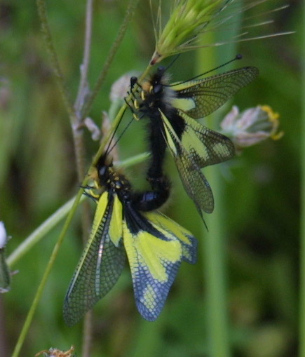 Libelloides coccajus