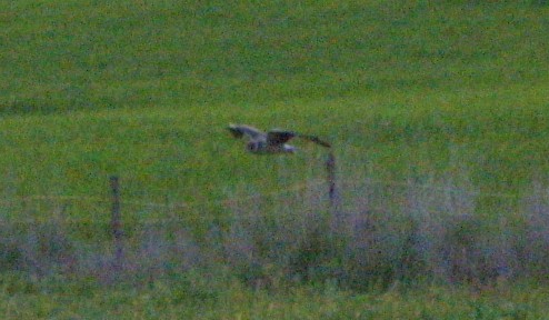 albanella da determinare