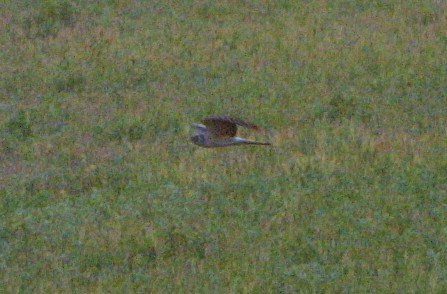 albanella da determinare