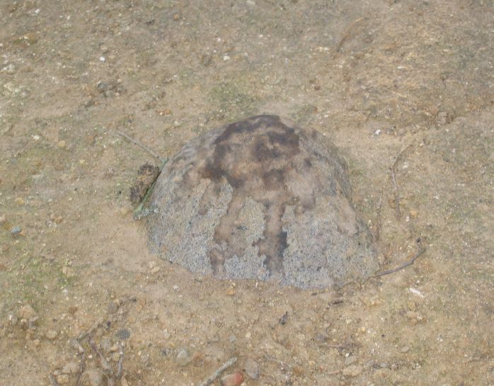 Tracce della presenza dell''istrice
