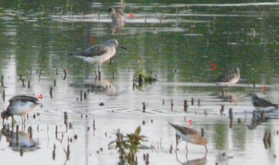 Aiuto identificazione nel Cremasco.