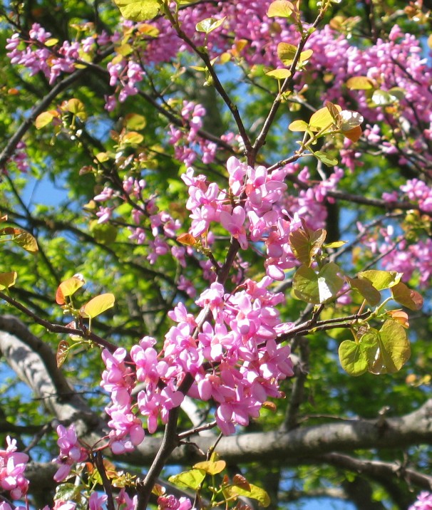 Cercis siliquatrum e altro ancora...