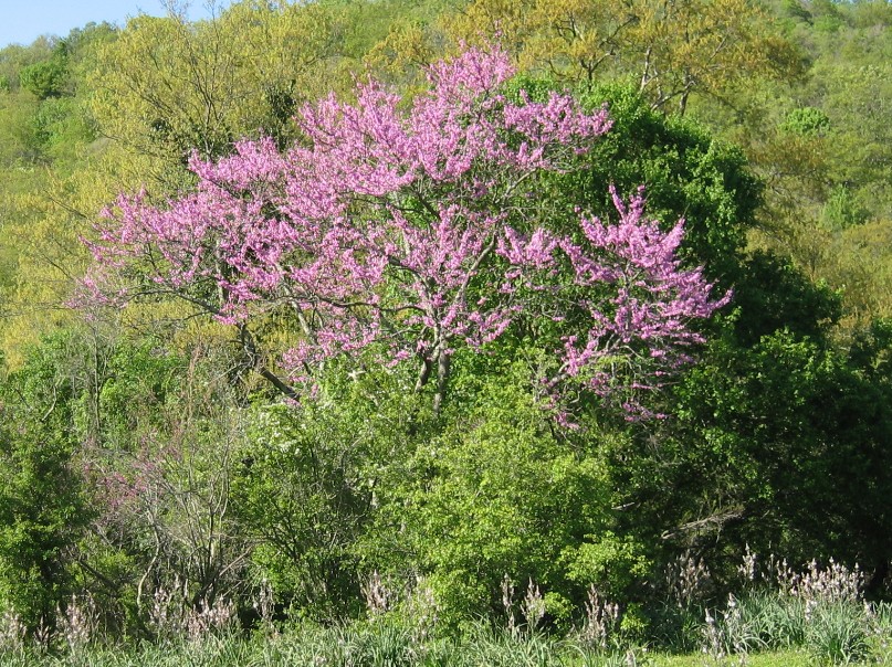 Cercis siliquatrum e altro ancora...