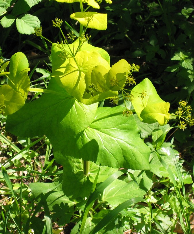 Cercis siliquatrum e altro ancora...