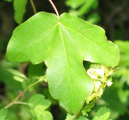 Cercis siliquatrum e altro ancora...
