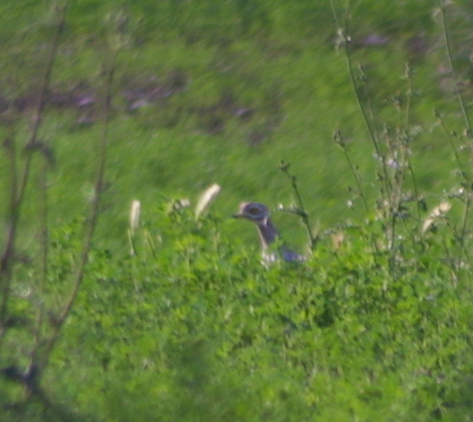 .... piccolo quiz per cimentari un po'' sul riconoscimento
