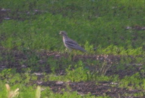 .... piccolo quiz per cimentari un po'' sul riconoscimento