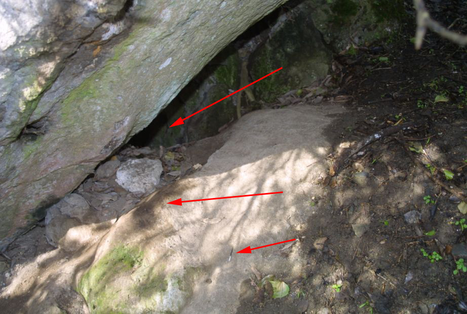 Tracce della presenza dell''istrice