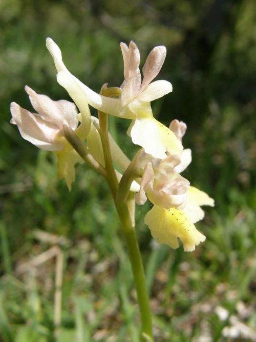 Orchis xcolemanni - variabilit