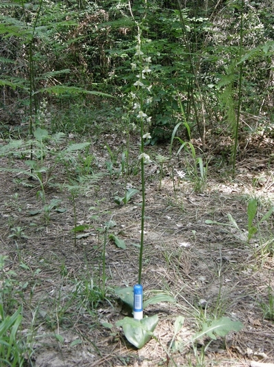 Escursione NM nella divina foresta spessa e viva