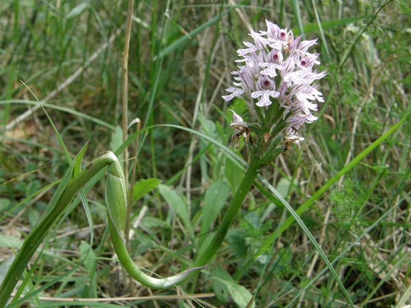 Escursione NM nella divina foresta spessa e viva