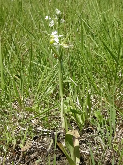 Ophrys apifera (apocromia totale)
