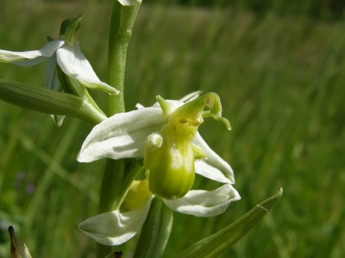 Ophrys apifera (apocromia totale)