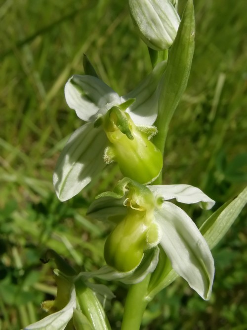Ophrys apifera (apocromia totale)