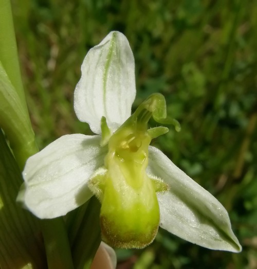 Ophrys apifera (apocromia totale)