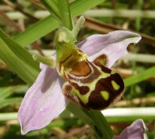 orchidee dell''appennino tosco emiliano....
