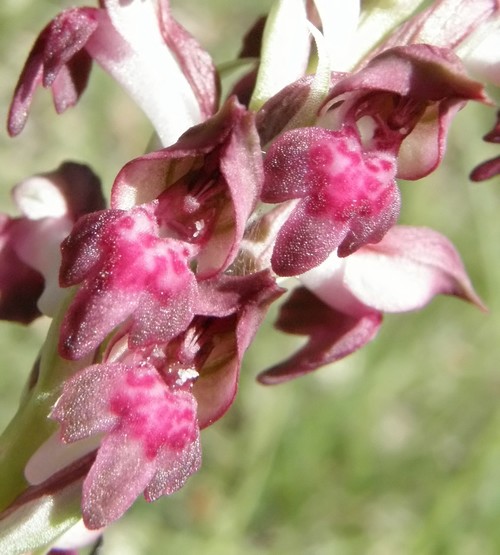 orchidee dell''appennino tosco emiliano....