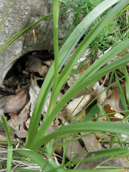 Gymnadenia odoratissima