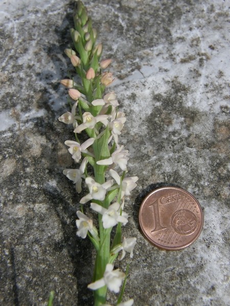 Gymnadenia odoratissima