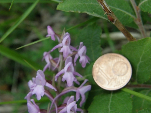 Gymnadenia odoratissima