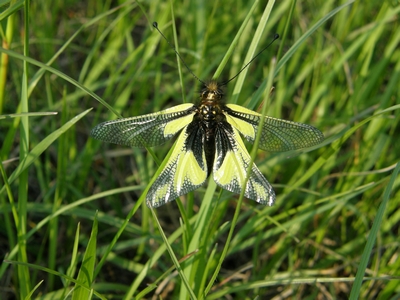 Libelloides coccajus