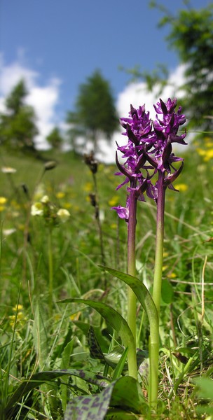 lusus Dactylorhiza