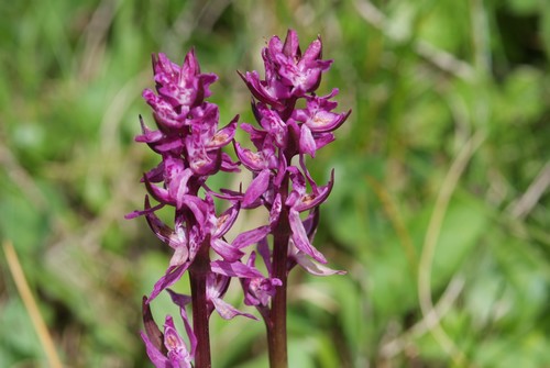 lusus Dactylorhiza