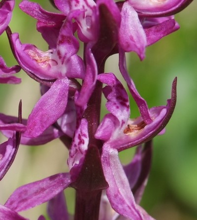 lusus Dactylorhiza