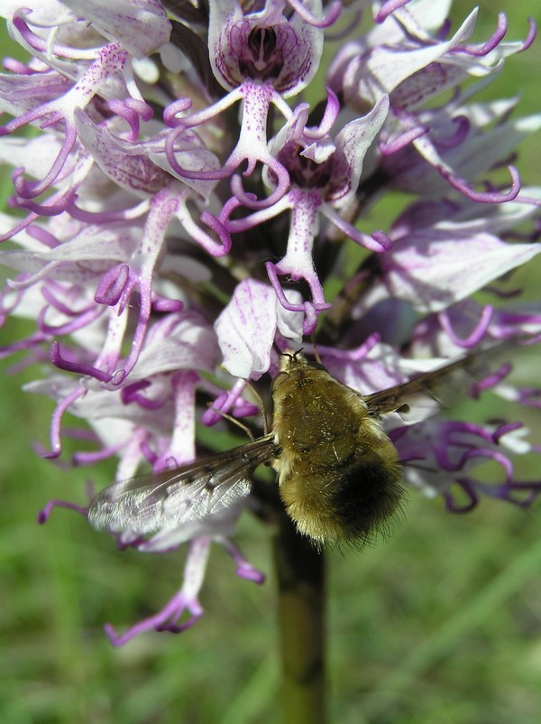 impollinatore