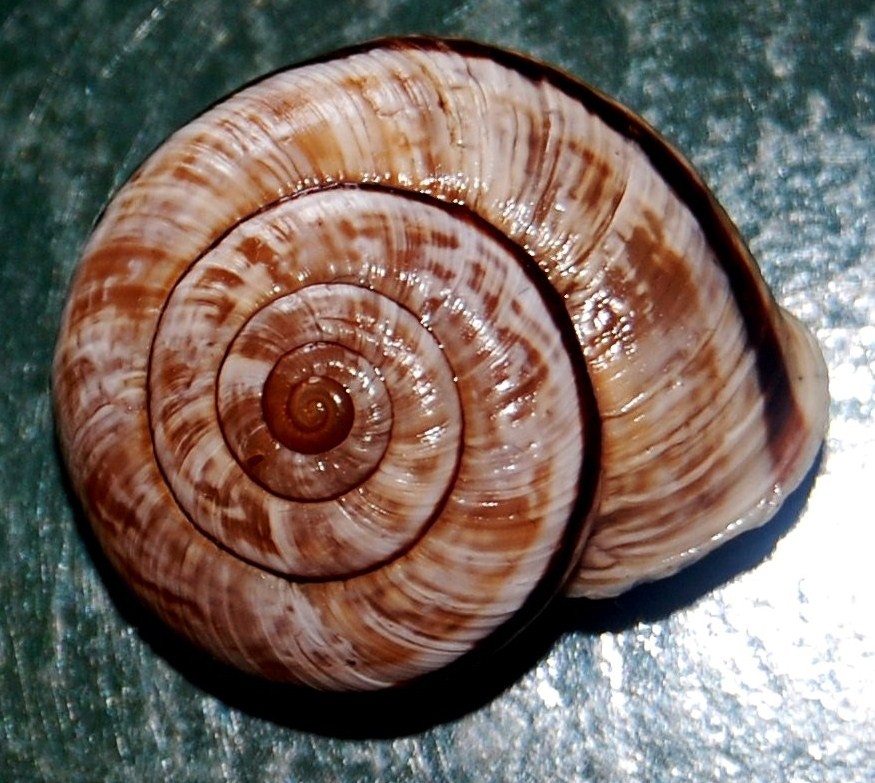 Chilostoma Cingulatum Insubricum?