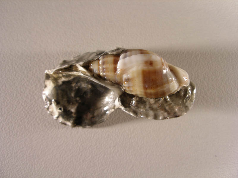 Nassarius Nitidus e ...