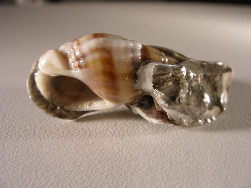 Nassarius Nitidus e ...