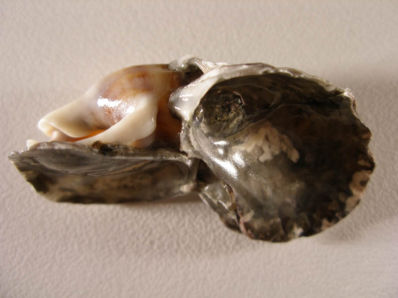 Nassarius Nitidus e ...