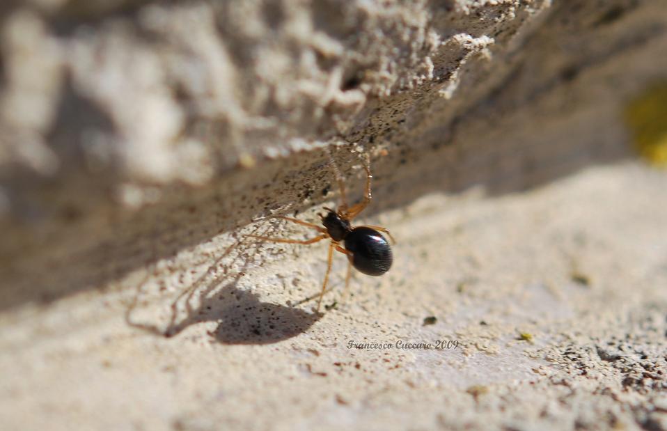 Linyphiidae (Erigoniinae)