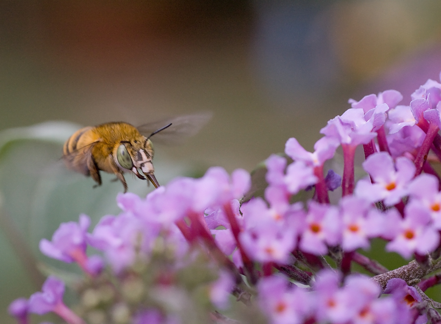 Amegilla garrula (Apidae Anthophorinae)