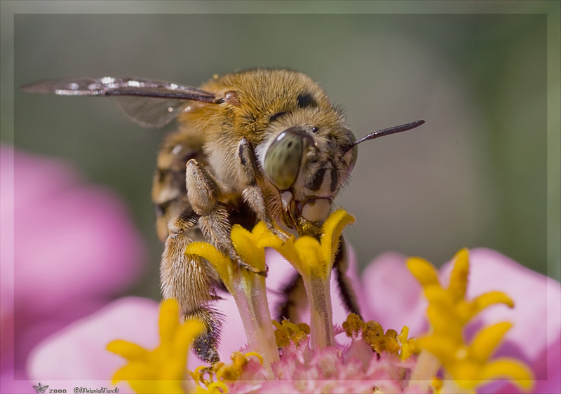 Amegilla garrula (Apidae Anthophorinae)