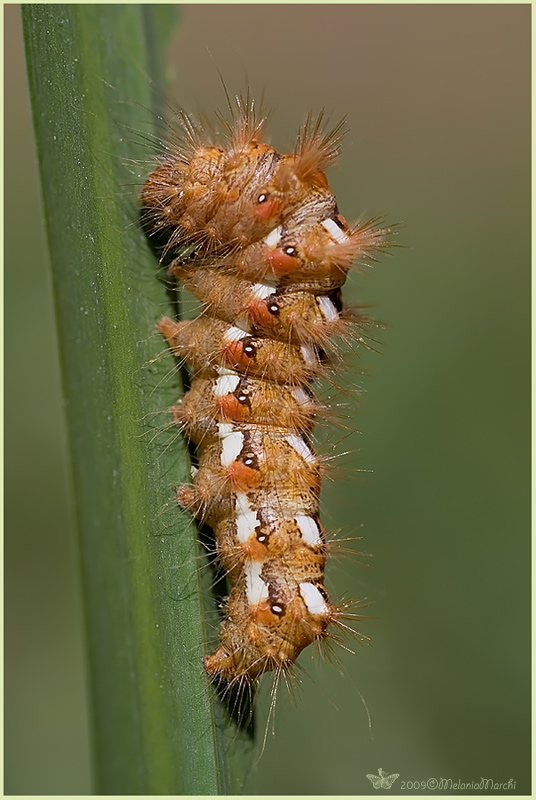 Quale bruco? - Acronicta rumicis