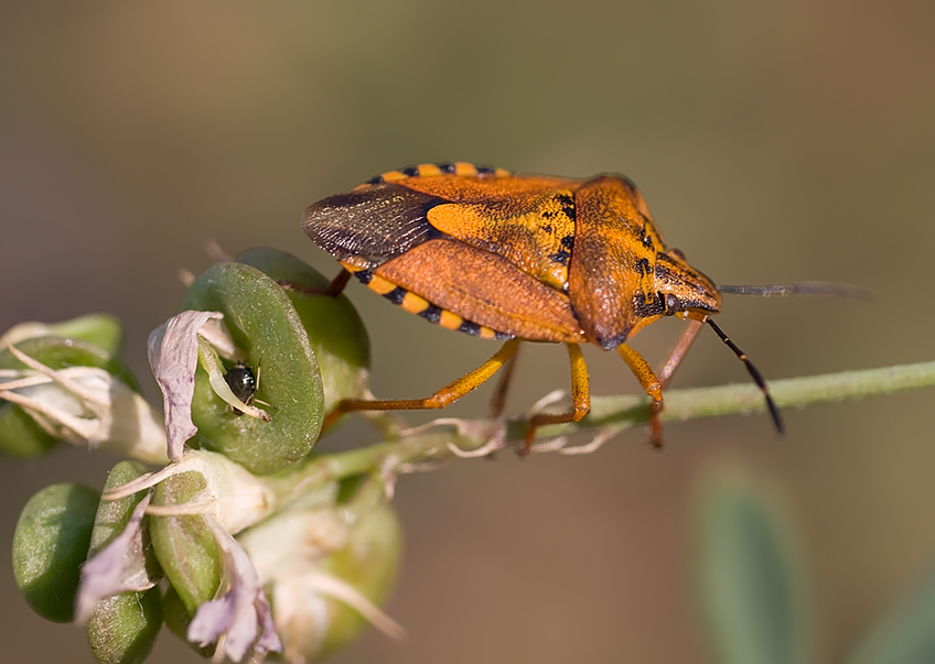 Pentatomidae: Carpocoris purpureipennis della Lunigiana (SP)