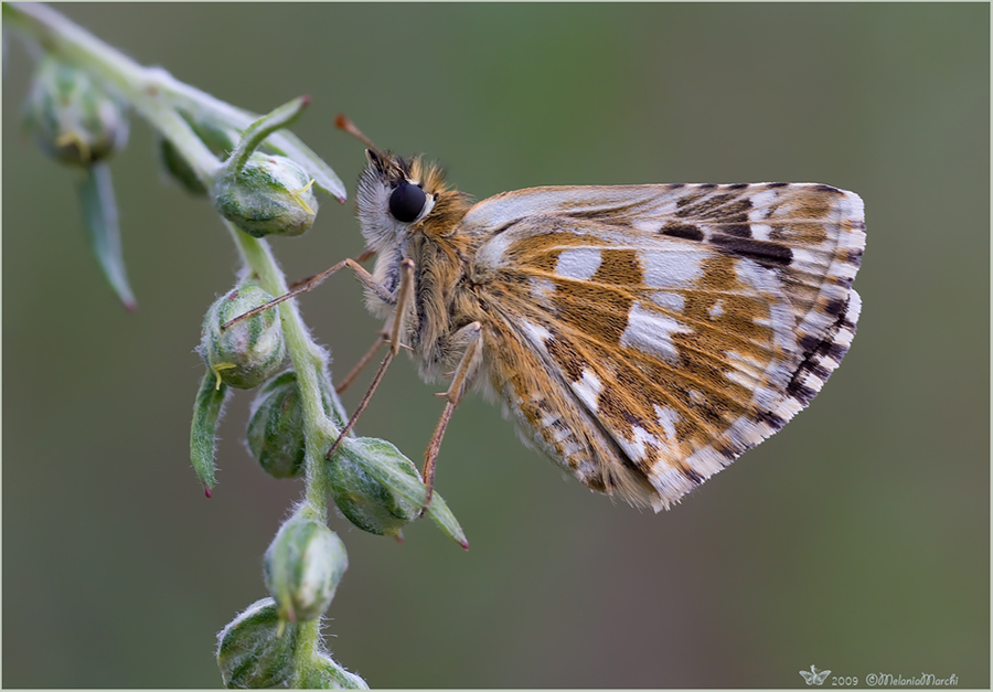 Pyrgus malvoides? No,  Pyrgus armoricanus