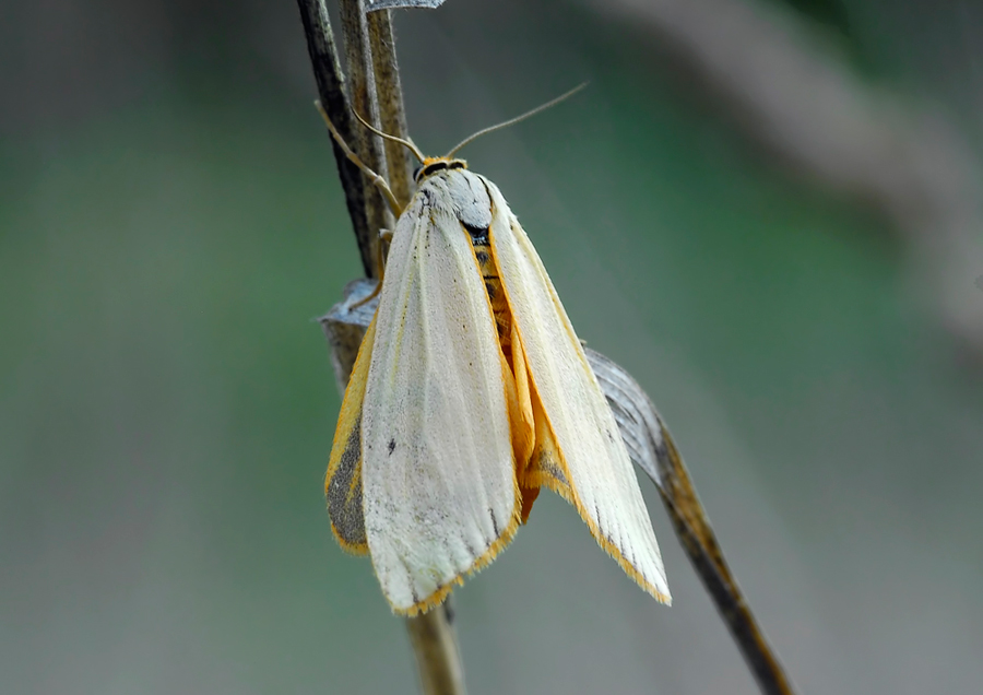 Cybosia mesomella? - No, Coscinia striata